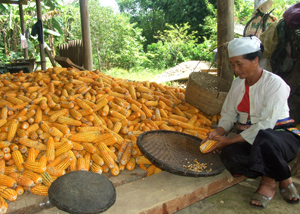 Nông dân xã Ngọc Sơn (Lạc Sơn) được hỗ trợ giống, vốn trồng ngô góp phần tăng thu nhập, XĐ-GN.